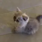 قطة للبيع العمر شهر ونصف 500 ريال