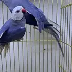 زوج درة كلير تل كلير هد (فايلوت)