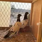 حمام بكستاني شرط
