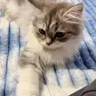 قطط كيتن