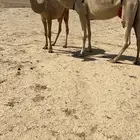 عشرا شقحا تحتها بكره كفوو