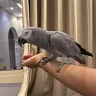 كاسكو اليف متكلم