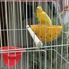 للبيع كناري شرط تغريد