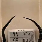 لوحه مميزه ثنائي مكرر 99 تم البيع