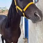 حصان