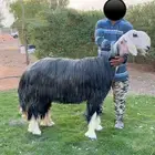 شات نجديه صنف (تم البيع)