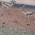جوز عفري