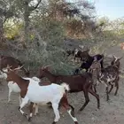 اعرض لكم معزا ولد كفوا