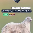 متجر ذبايح كاش وتقسيط