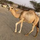 قعدان على السوم