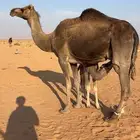 خلفه طيبه للبيع