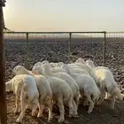 طليان للبيع