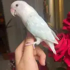 للبيع ببغاء الروز لون مميز وفخم