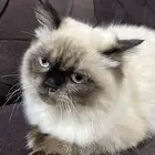 قطه هملايا