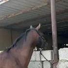 حصان شعبي شيخ بطل سبوق مشاالله ماخذ في السباق المركز الاول