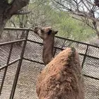 بكره مفروده