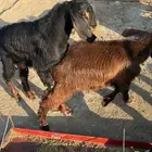 يوجد مشاريع فحول تيوس حو