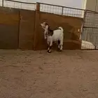 جفره للبيع