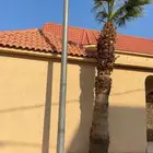 نخل واشنطن للبيع