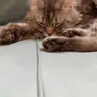 تبني قطط
