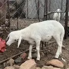 طلي ذبيحة له شهرين