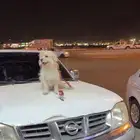 كلب لتبني