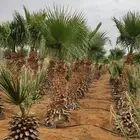 نخل واشنطونيا او واشنطوني او واشنطية نخل زينه