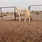 للبيع مشروع فحل طيب