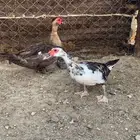 بط مصري