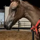 مهره عربيه البيع شعبي