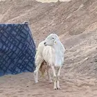 خروف فحل اسن ثني كفو