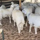 حري لبيع عمر 5 شهور ذبايح الموقع البكيريه