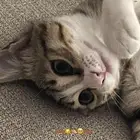 بسه للتبني