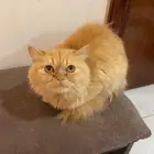 ققط للتبني