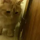 عاجل قطة للتبني