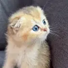 كيتن سكوتش فولد