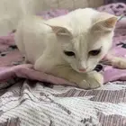 تبني قط