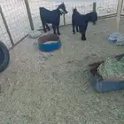 تيس وجفره للبيع على السوم