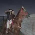 حصان إنجليزي ثيوربيد