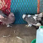 جوز رقاصي