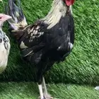 دجاج عربي اصيل(تم البيع)