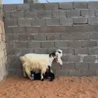 عنز متبع