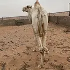بعير حر