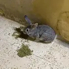 ارنب ذكر واحد وانثى 2 وحده حامل