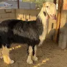 نجدي