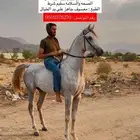 حصان شعبي