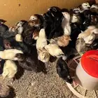فروخ دجاج بلدي