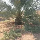 نخل اخلاص للبيع