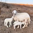 شاه متاومه