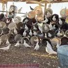 حمام فرنسي